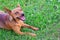 Brown friendly dog in grass