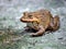 The brown frog is an amphibian animal in Asia