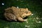 The brown frog is an amphibian animal in Asia