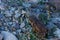 Brown frog camouflaged among river stones.