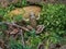 Brown frog forest camouflage hidden  moss
