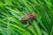 Brown frog sits on green leaf