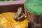 Brown frog sits on round shaped colored log close up