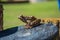 Brown frog sits on round shaped colored log close up