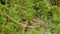 Brown frog sitting in ambush on green moss. ItÂ´s a spring frog.