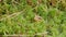 Brown frog sitting in ambush on green moss. ItÂ´s a spring frog.