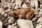 Brown frog on stony ground
