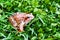 Brown frog, a toad in wet grass in a meadow bog.