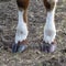 Brown front hooves of a cow standing in a dry meadow