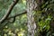 Brown-fronted or brown fronted woodpecker or Leiopicus auriceps bird on pine tree trunk during winter migration season at