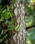 Brown-fronted or brown fronted woodpecker or Leiopicus auriceps bird on pine tree trunk during winter migration season at