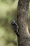 Brown fronted woodpecker, Dendrocoptes auriceps, Sattal, Uttarakhand, India