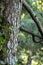 Brown fronted woodpecker or Leiopicus auriceps bird on tree trunk during winter migration season at dhikala jim corbett national