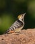 Brown-fronted Woodpecker on a tree log