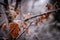 Brown frosted leaves on a oak tree branch on a cold autumn morning