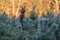 The brown frozen stem of a plant in front of green conifers