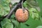 Brown fruit rot of apple caused by Monilia fungus