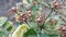 Brown Fruits and Tiny Flowers of Balfouriana Aralia
