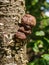 Brown Fungus growing on Tree Trunk