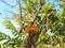 Brown fungus grows on cocoa tree