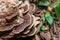 Brown Fungus growth on tree bark Cleaver Woods Park Trinidad