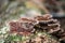 Brown Fungus growth on tree bark Cleaver Woods Park Trinidad