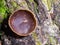 Brown fungus Peziza on old wood in moss with dark bokeh background, selective focus, shallow DOF