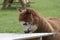 Brown fur hair Alpaca in a green meadow. eats chunks. Selective focus on the head of the alpaca, photo of head