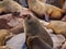 Brown Fur Seal (Arctocephalus pusillus)