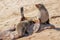 A brown fur seal Arctocephalus pusillus nursing her little baby, Cape Cross, Namibia.