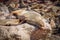 A brown fur seal Arctocephalus pusillus nursing her little baby, Cape Cross, Namibia.