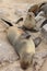 Brown Fur Seals (Arctocephalus pusillus)