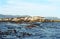 Brown fur seals, Duiker Island, South African Republic