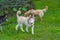 Brown fur Siberian husky playing at the dog park