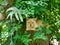 Brown fur thai cat on tree top a sleepy kitten lie drown in green leaves shrub