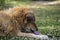 A brown furred dog licking his leg on grass