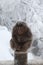 Brown-furred primate standing on the wooden fence surrounded by a snowy forest in winter