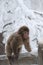 Brown-furred primate standing on the wooden fence surrounded by a snowy forest in winter