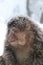 Brown-furred primate surrounded by a snowy forest in winter