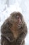 Brown-furred primate surrounded by a snowy forest in winter