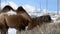 Brown furry bactrian camel eats camelthorn plant in winter