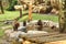 Brown furry bears by pond in safari