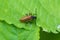 Brown furry beetle eating leaf