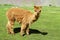 Brown furry domesticated small baby alpaca