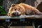 Brown Furry Grizzly Bear Licking His Nose