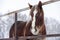 Brown furry plow horse in paddock on farm in winter season