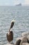 Brown Galapagos Pelican