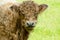 Brown Galloway cow in a field