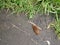 Brown garden slug crossing the foot path