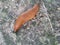 Brown garden slug on stone